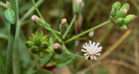  Inflorescence-Corymbose
